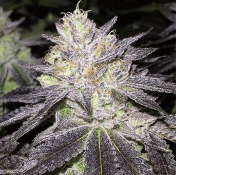 Romulan Cheese Auto Fem (4 Seeds)