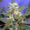Blue Titanium Photo Regs (5 Seeds)