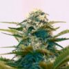 Diamond OG Photo Regs (5 Seeds)