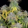 Gushers Photo Fem (4 Seeds) Late Sept-Early Oct Harvest