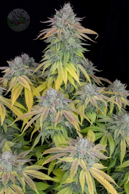Gushers Photo Fem (4 Seeds) Late Sept-Early Oct Harvest