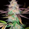 Bulk Light Cookies Auto Fem