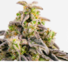 Mac 1 Photo Fem (4 Seeds or 8 )