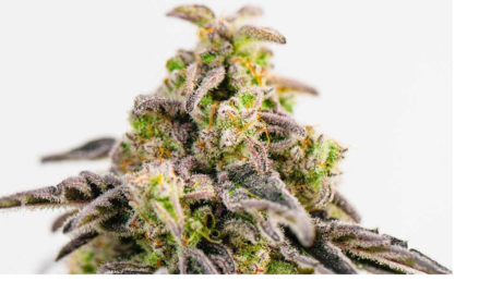 Mac 1 Photo Fem (4 Seeds or 8 )