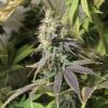 Planet Of The Grapes Photo Fem (4 Seeds )