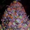 Bulk Purple Haze Auto Fem