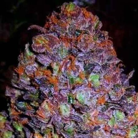 Bulk Purple Haze Auto Fem