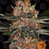 Bulk Purple Punch Auto Fem