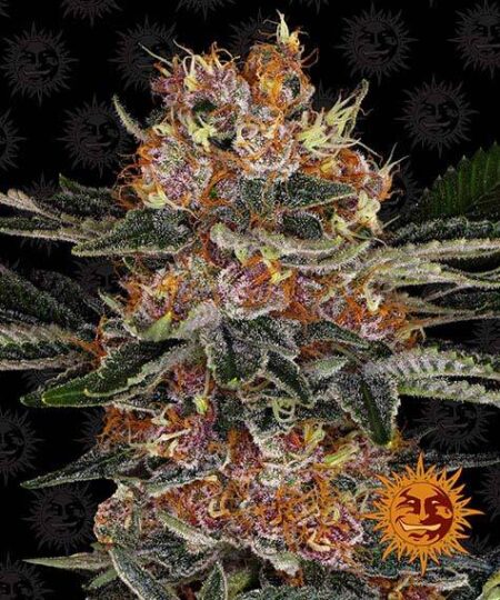 Bulk Purple Punch Auto Fem