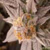 Slurricane #7 Photo Fem  (4 Seeds or 8)