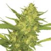 Bulk Sour Diesel Auto Fem