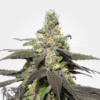 Wedding Cake Auto/Photo Unknown(4 Seeds)