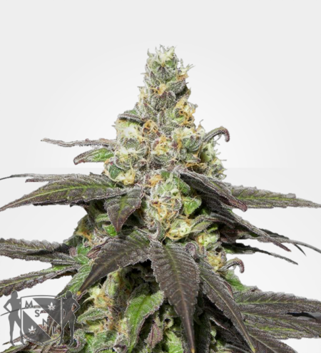 Wedding Cake Auto/Photo Unknown(4 Seeds)