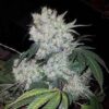 White Widow Fem Auto/Photo Unknown (4 Seeds)