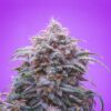 Bulk Double Grape Auto Fem