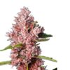Fast Tropicanna Poison Photo Fem (4 Seeds)