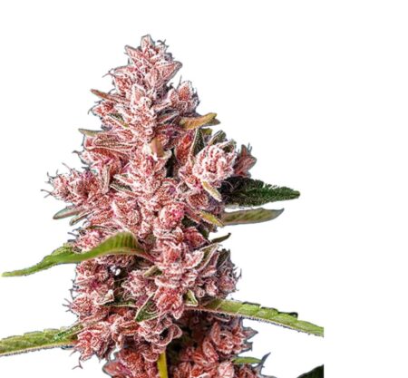 Fast Tropicanna Poison Photo Fem (4 Seeds)