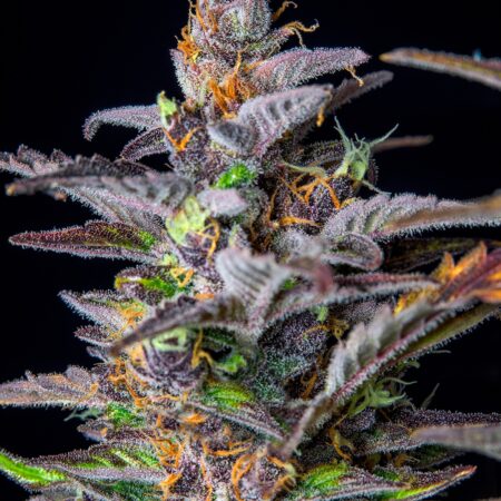 Watermelon Auto Fem (4 Seeds)