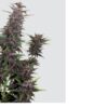 Bulk Purple Hindu Kush Auto Fem