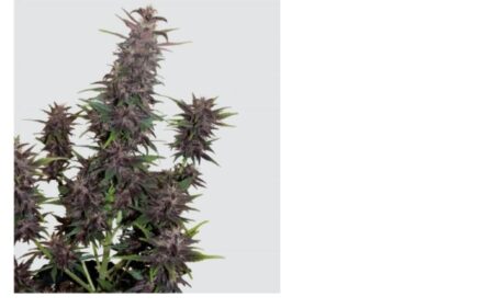 Purple Hindu Kush Auto (4 Seeds or 8)