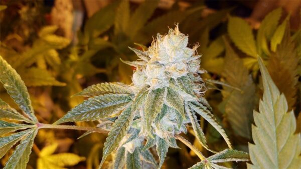 White Fire OG (WiFi OG) Photo Fem (4 Seeds)