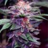 Bulk Grand Daddy Purple Auto