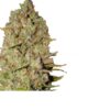 Bulk Pinapple Express Auto