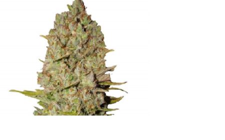 Bulk Pinapple Express Auto