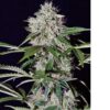 Purple Lights Auto Fem (4 Seeds)