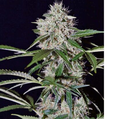 Purple Lights Auto Fem (4 Seeds)