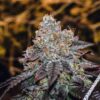 Sunset Sherbet Photo Fem (4 seeds) Early October Harvest