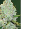 Amnesia Haze Auto Fem (4 seeds or 8)