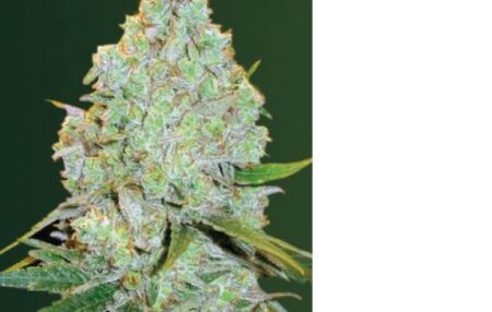 Amnesia Haze Auto Fem (4 seeds or 8)