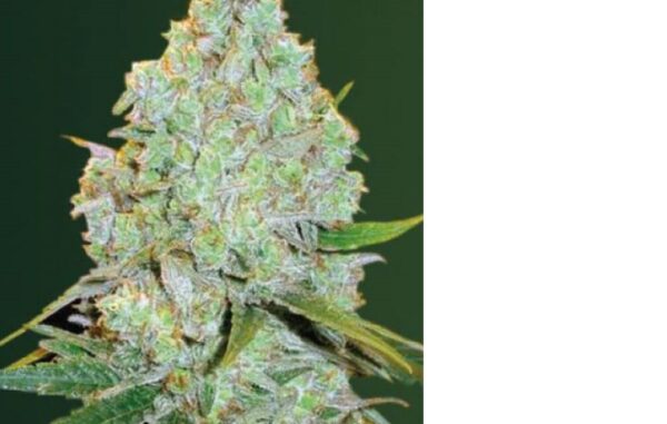 Amnesia Haze Auto Fem (4 seeds or 8)