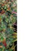Hillbilly Mind-Fuck (4 Seeds)