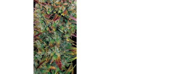 Hillbilly Mind-Fuck (4 Seeds)