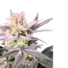 Watermelon Wedding Cake Double XL Auto (4 Seeds)