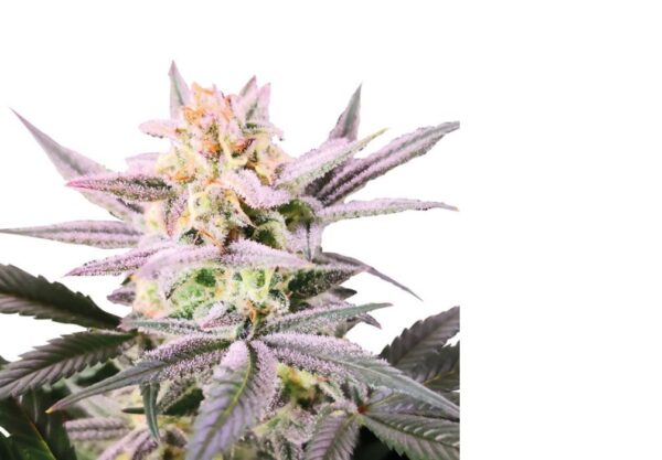 Watermelon Wedding Cake Double XL Auto (4 Seeds)