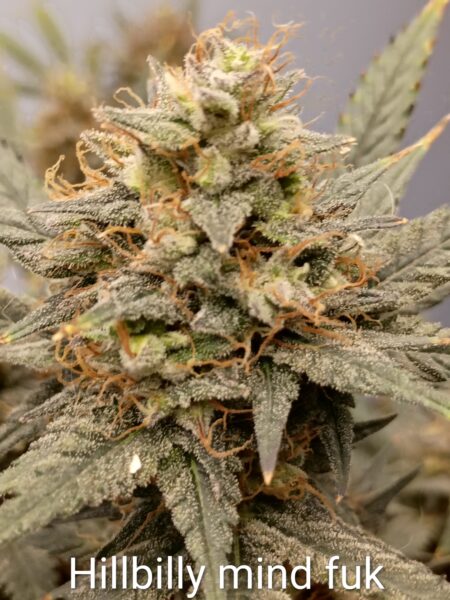 Hillbilly Mind-Fuck (4 Seeds)