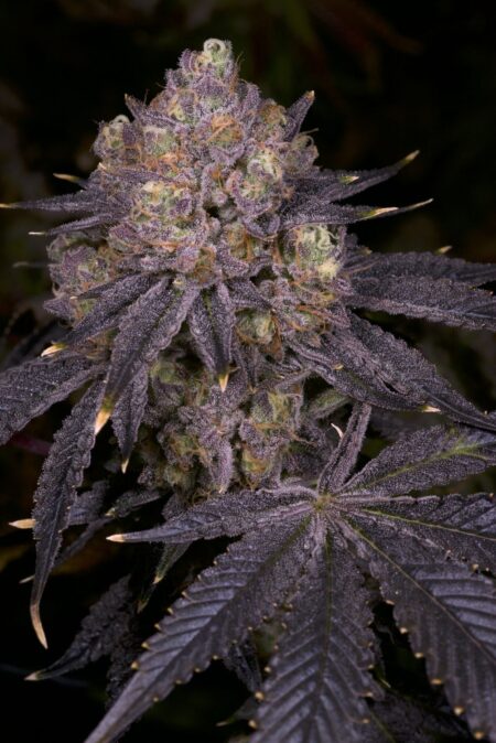 Purple Runtz Cake Auto Fem (4 Seeds)