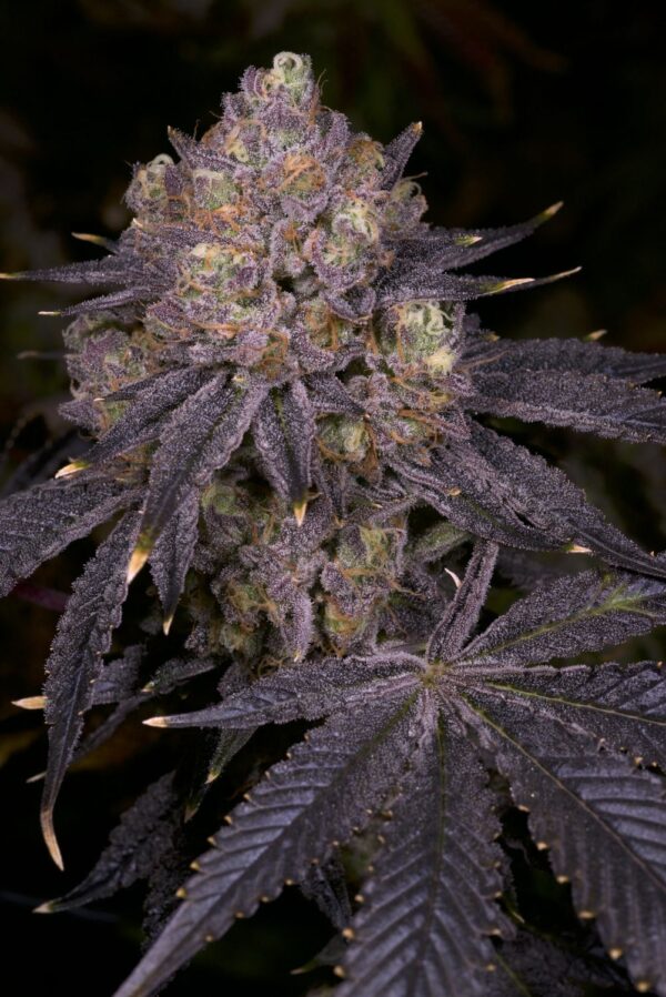 Purple Runtz Cake Auto Fem (4 Seeds)