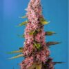 Red Hot Cookies Photo Fem (4 Seeds or 8) Late Sept-Early Oct Harvest