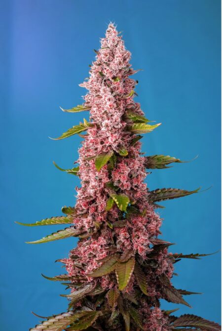 Red Hot Cookies Photo Fem (4 Seeds or 8) Late Sept-Early Oct Harvest