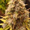 Bulk BlueBerry Auto