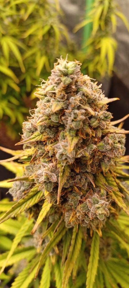 Bulk BlueBerry Auto