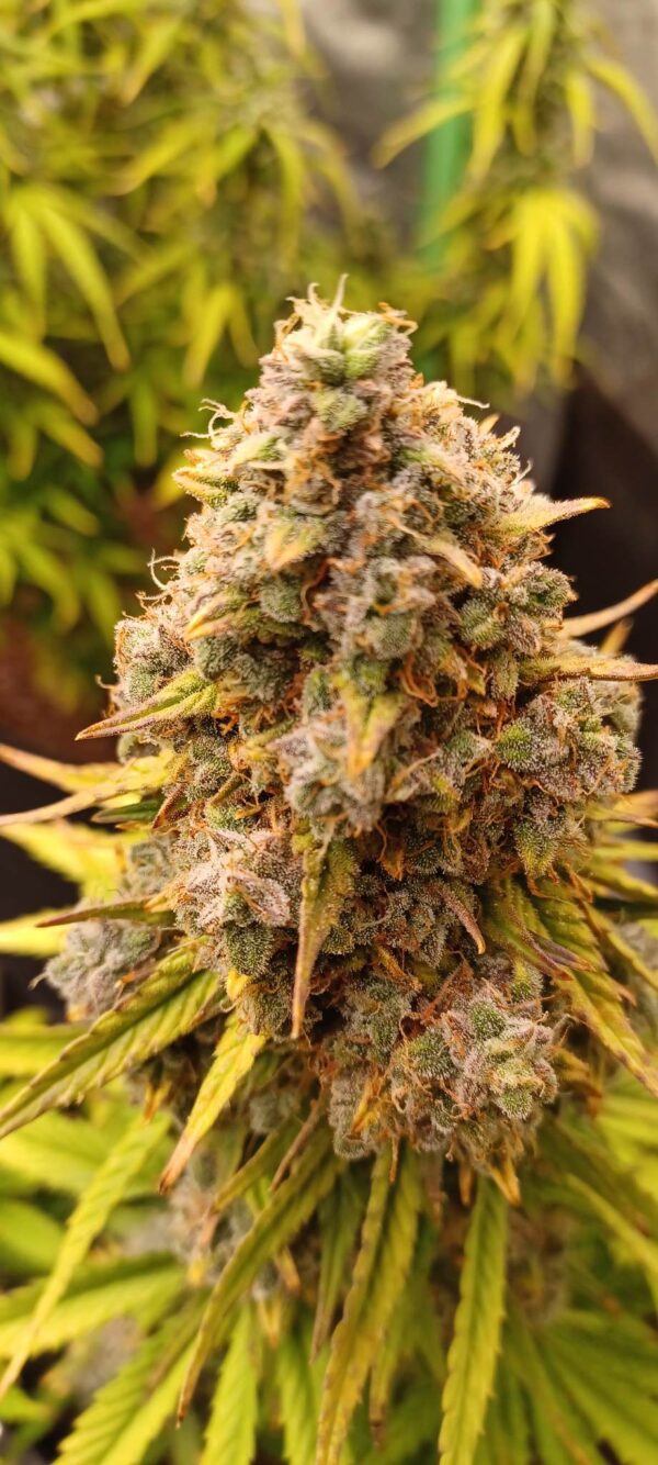 Bulk BlueBerry Auto
