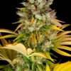 GMO Photo Fem (4 Seeds or 8)