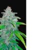 Bulk Blue Dream Auto