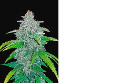 Bulk Blue Dream Auto
