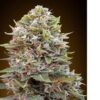 Bulk Strawberry Cheese Auto